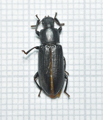 Menephilus cylindricus