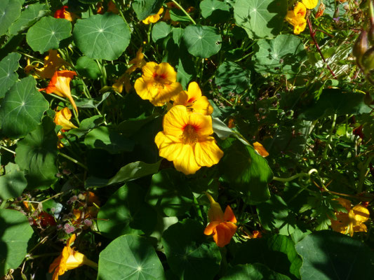 Tropaeolum majus - Oost-Indische kers