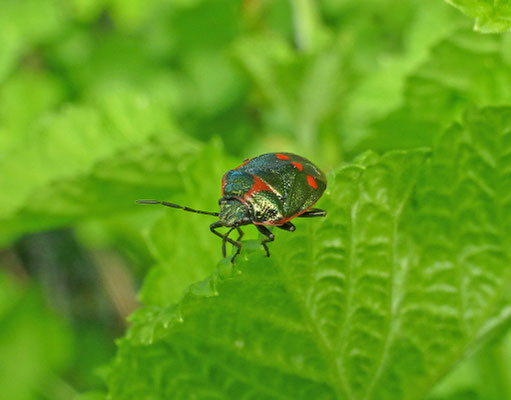 Eurydema oleracea - Koolwants