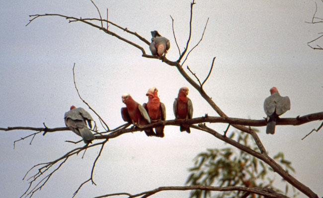Galah
