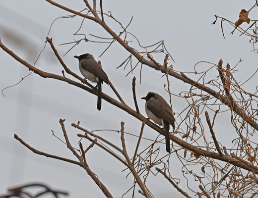 Pycnonotus barbatus - Common Bulbul