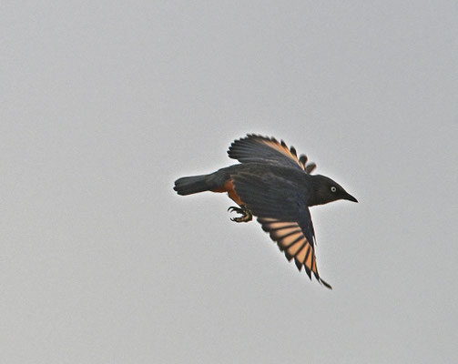 Lamprotornis pulcher  - Chesnut-bellied Starling