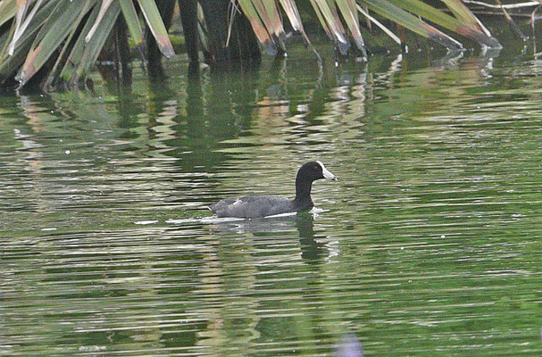 Caribbean Coot