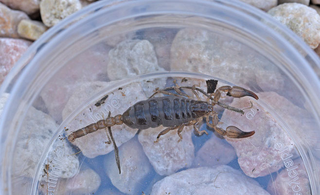 Didymocentrus hasethi