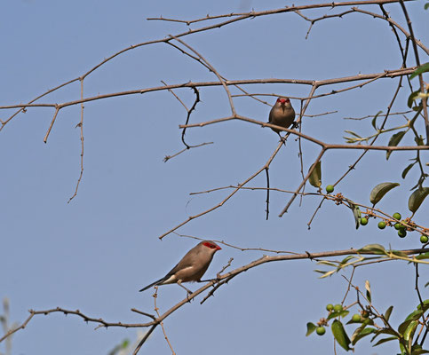 Estrilda troglodytes - Black-rumped Waxbill