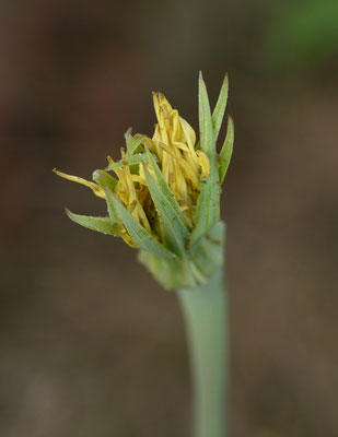 Tragopogon dubius - Bleke morgenster