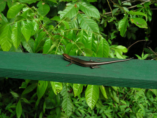 Copeoglossum nigropunctatus - Black-spotted Skink