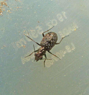Elaphrus cupreus