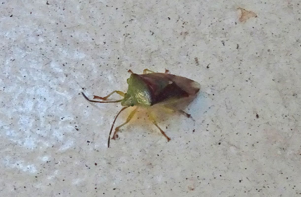 Elasmostethus interstinctus - Berkenkielwants