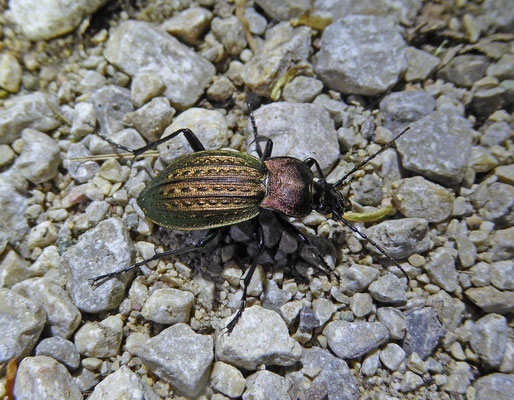 Carabus cancellatus