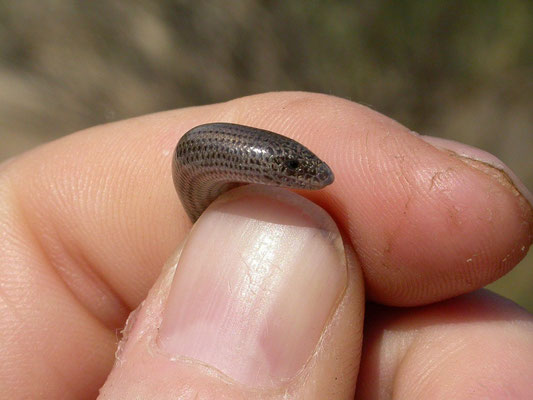 Ophiomorus punctatissimus (gevlekte slangskink)
