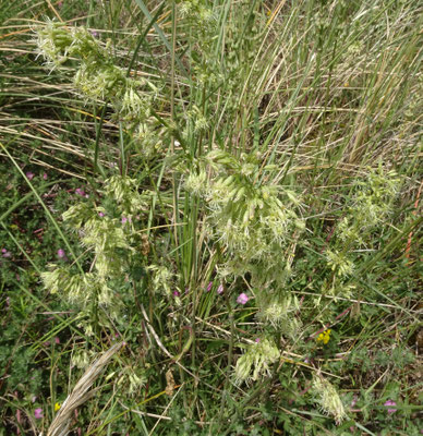 Oorsilene