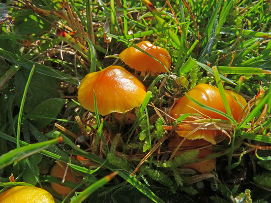 Hygrocybe ceracea - Elfenwasplaat