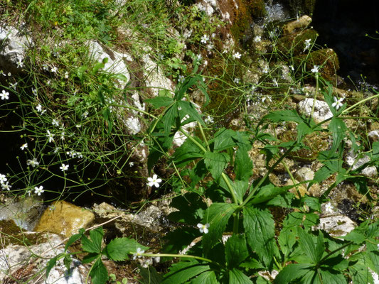 Ranunculus aconitifolius