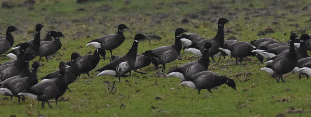 Zwarte rotgans, rondje Delta