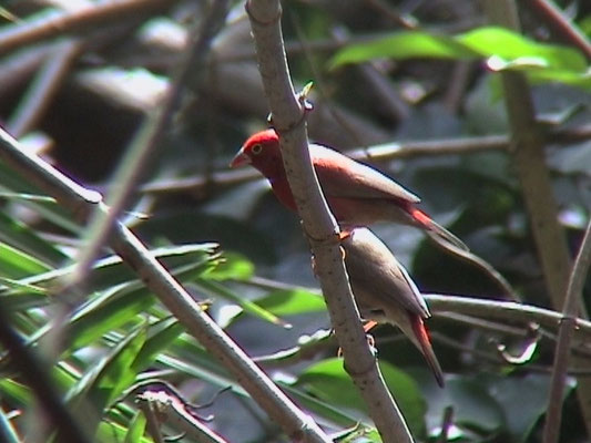 Red-billed Firefinch