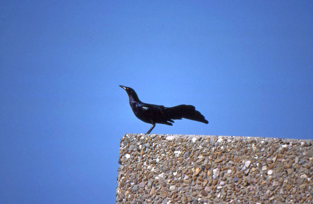 Boat-tailed Grackle