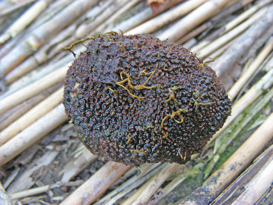 Elaphomyces muricatus - Stekelige hertentruffel