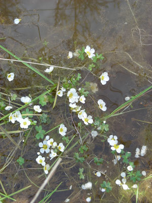 Ranunculus peltatus - Gewone of Grote waterranonkel