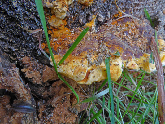 Osmoporus odoratus - Korianderzwam