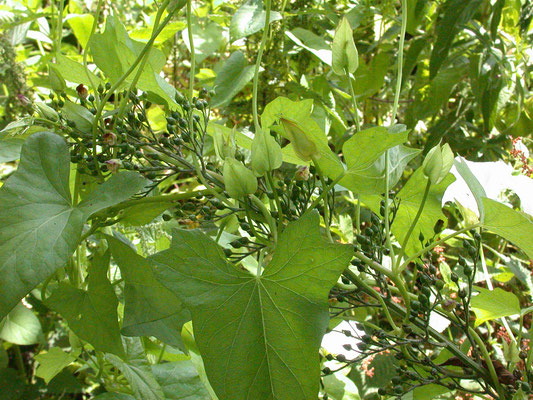 Scrophularia umbrosa - Gevleugeld helmkruid