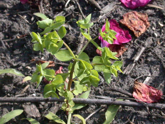 Euphorbia peplus - Tuinwolfsmelk
