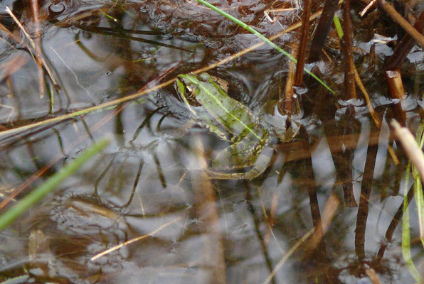 Pelophylax lessonae - Poelkikker