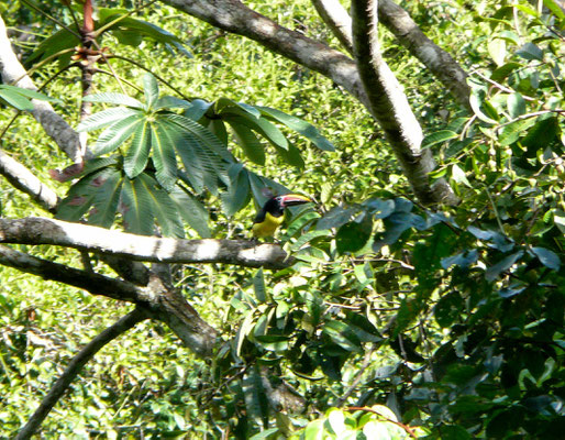 Green Aracari