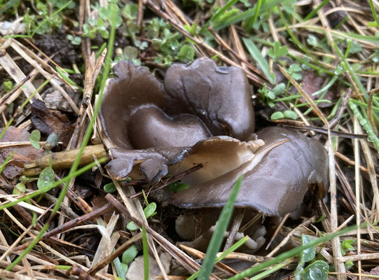 Helvella leucomelaena - Zwartwitte bokaalkluifzwam