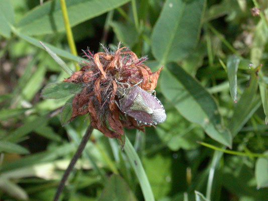 Dolycoris baccarum - Bessenschildwants