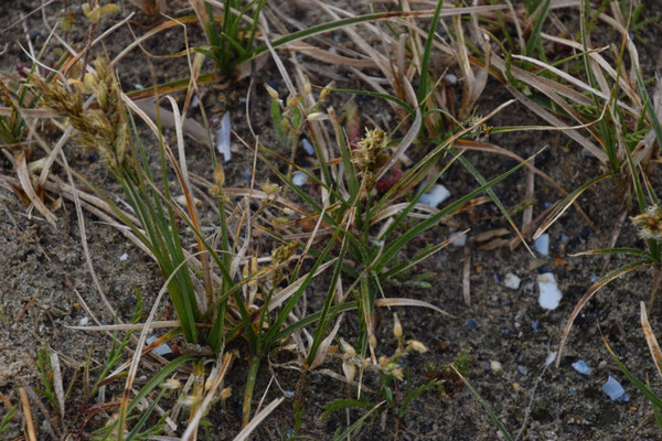 Carex arenaria - Zandzegge