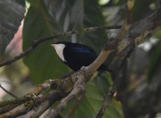 White-throated Manakin