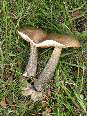 Leccinum scabrum - Gewone berkenboleet