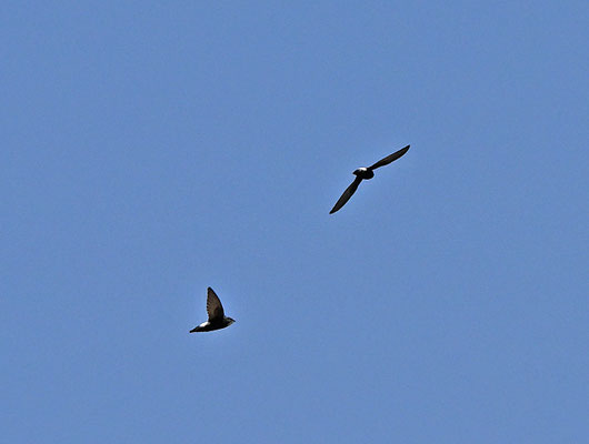 Apus affinis - Little Swift