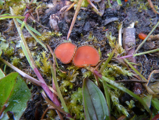 Scutellinia scutellata - Gewoon wimperzwammetje