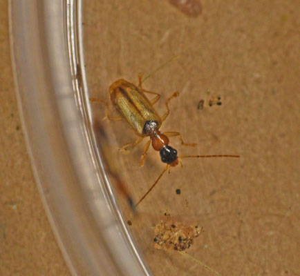 Demetrias atricapillus - Gele rietklimmer