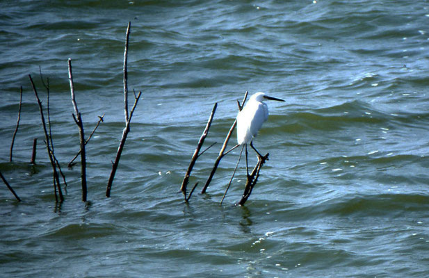 Snowy Egret