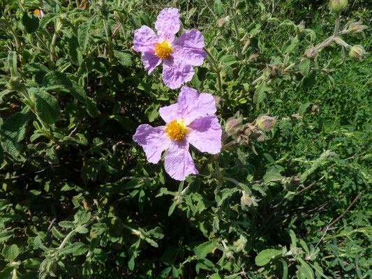 Cistus creticus