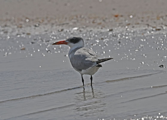 Sterna caspia - Caspian Tern
