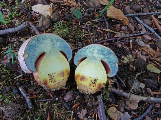 Rubroboletus rhodoxanthus - Roodnetboleet