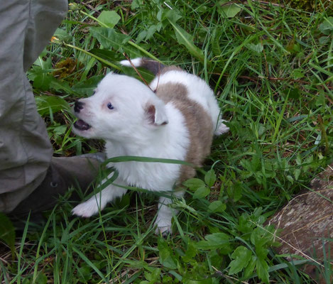 (verweesde) hond