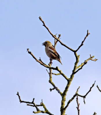 Appelvink