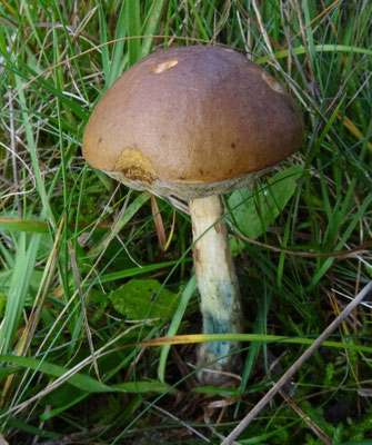 Leccinum cyaneobasileucum- Bruingrijze berkenboleet