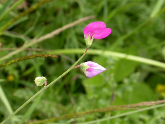 Lathyrus hirsutus - Ruige lathyrus