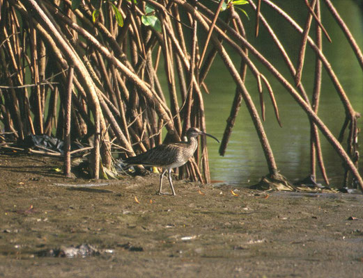 Numenius phaeopus - Whimbrel