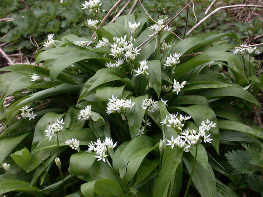 Allium ursinum - Daslook