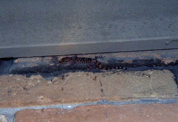 Mediterranean Gecko