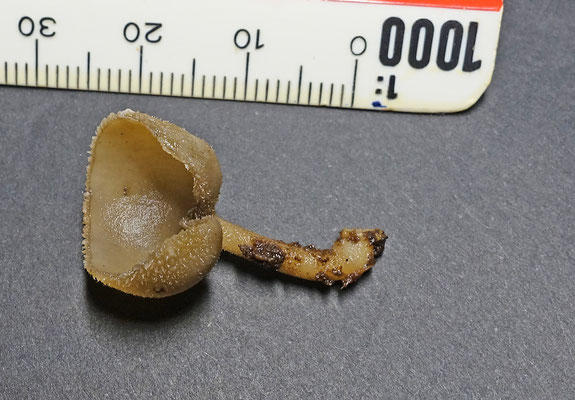 Helvella macropus - Schotelkluifzwam