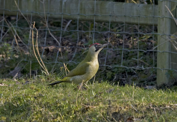Groene Specht