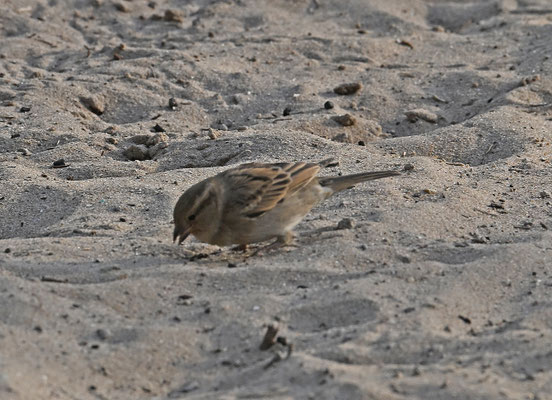 Passer domesticus - House Sparrow
